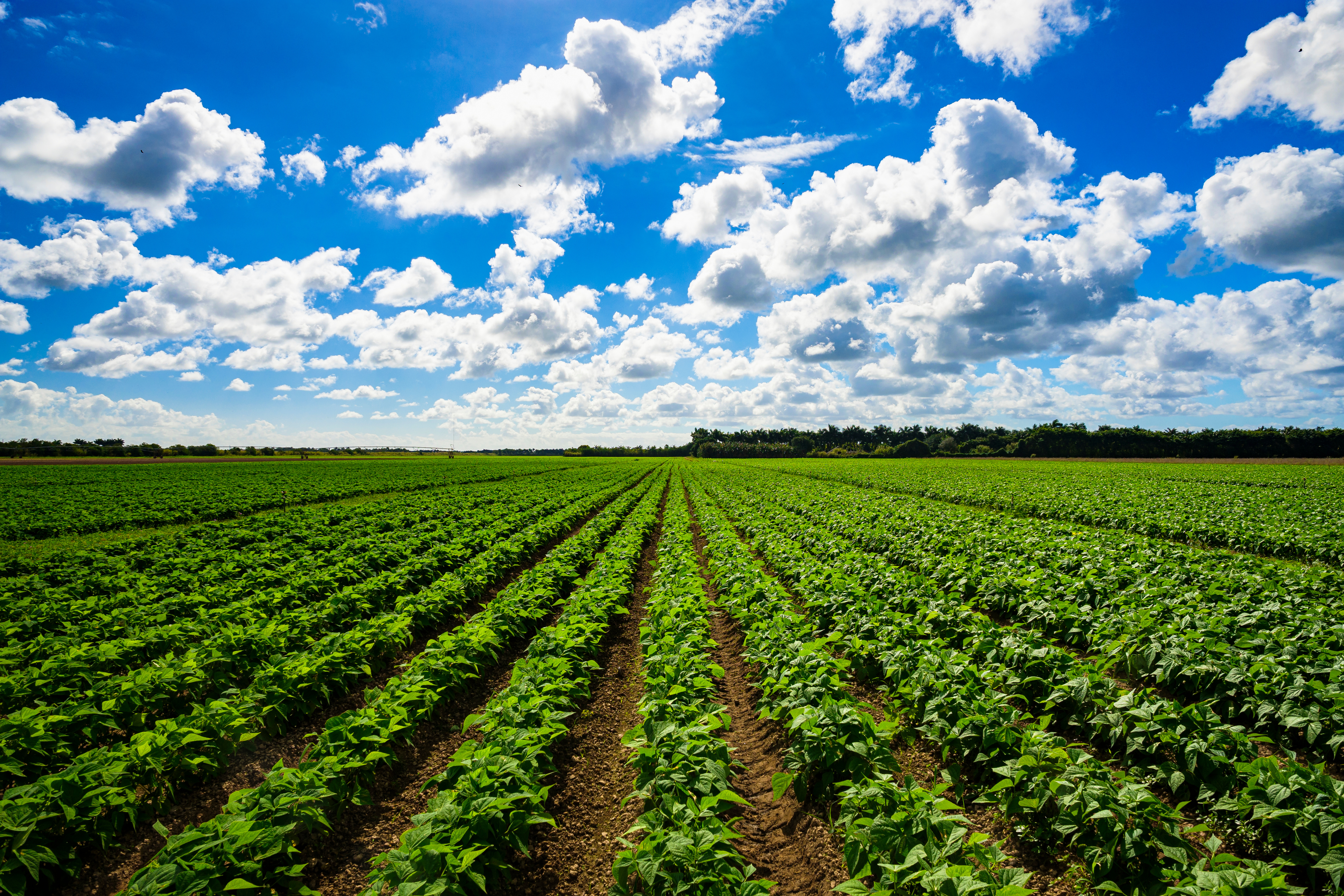 Agriculture vegetable field